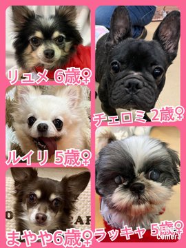 🐾今日の里親様募集中ワンコ🐶メンバーです🐾2023,2,25【保護犬カフェ天神橋店】